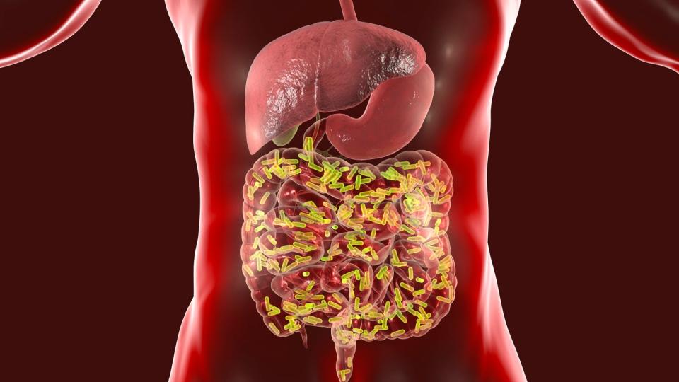 Das größte Gewimmel findet im menschlichen Darm statt. Von hier aus sorgt das Mikrobiom, das im besten Falle aus möglichst vielen unterschiedlichen Keimen in ausbalanciertem Verhältnis besteht, zunächst für eine geregelte Verdauung und einen guten Stoffwechsel. (Bild: iStock/Dr_Microbe)