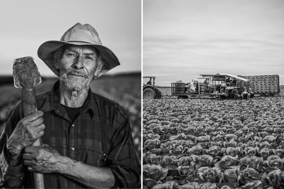 Left, Guillermo, 68, working on the cabbage harvest (right) in South Alamo, TX.