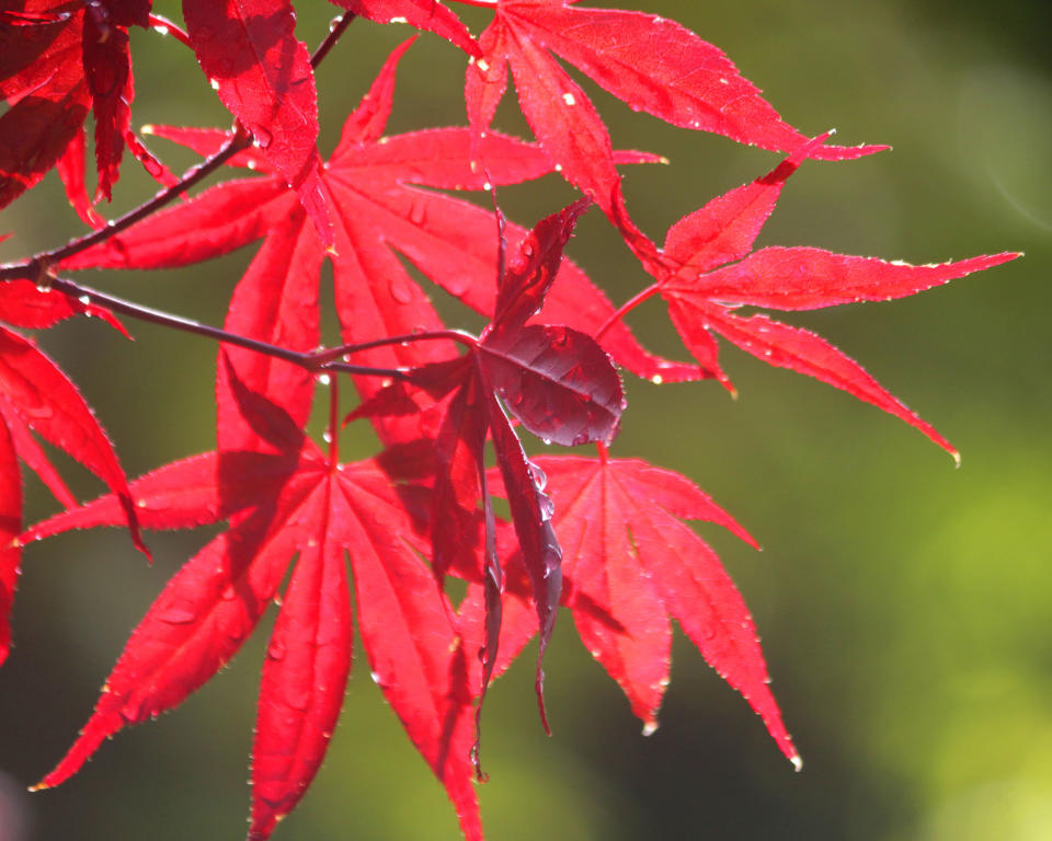 1. Acer palmatum 'Atropurpureum' (Japanese maple)