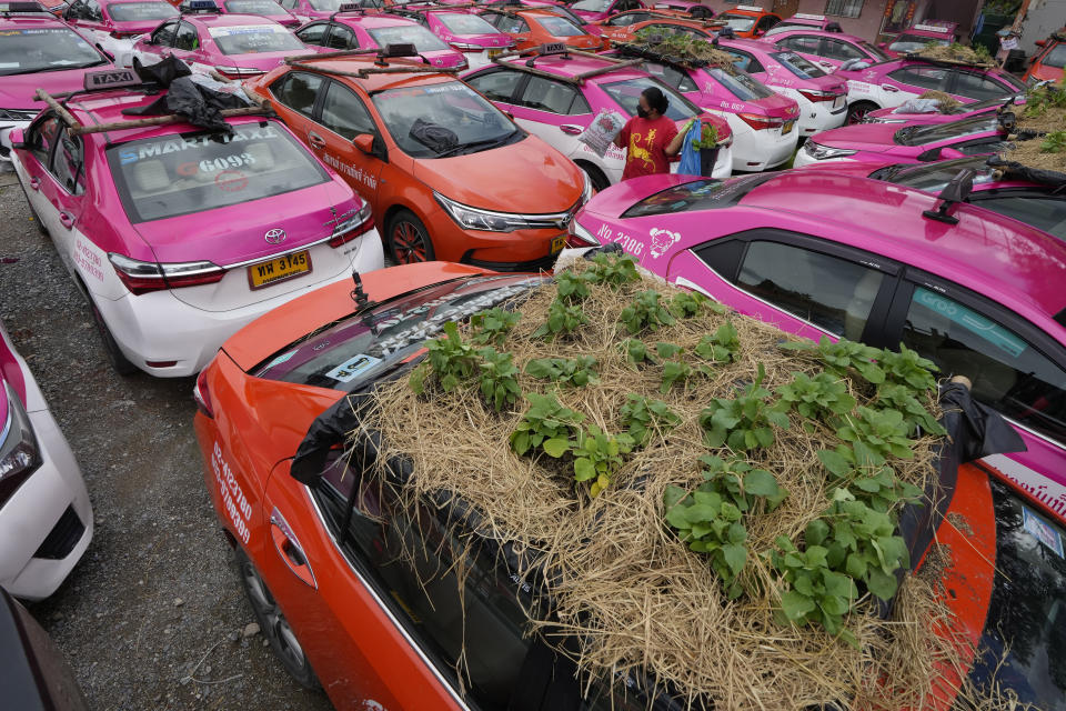 Workers from two taxi cooperatives assemble miniature gardens on the rooftops of unused taxis parked in Bangkok, Thailand, Thursday, Sept. 16, 2021. Taxi fleets in Thailand are giving new meaning to the term “rooftop garden,” as they utilize the roofs of cabs idled by the coronavirus crisis to serve as small vegetable plots and raise awareness about the plight of out of work drivers. (AP Photo/Sakchai Lalit)
