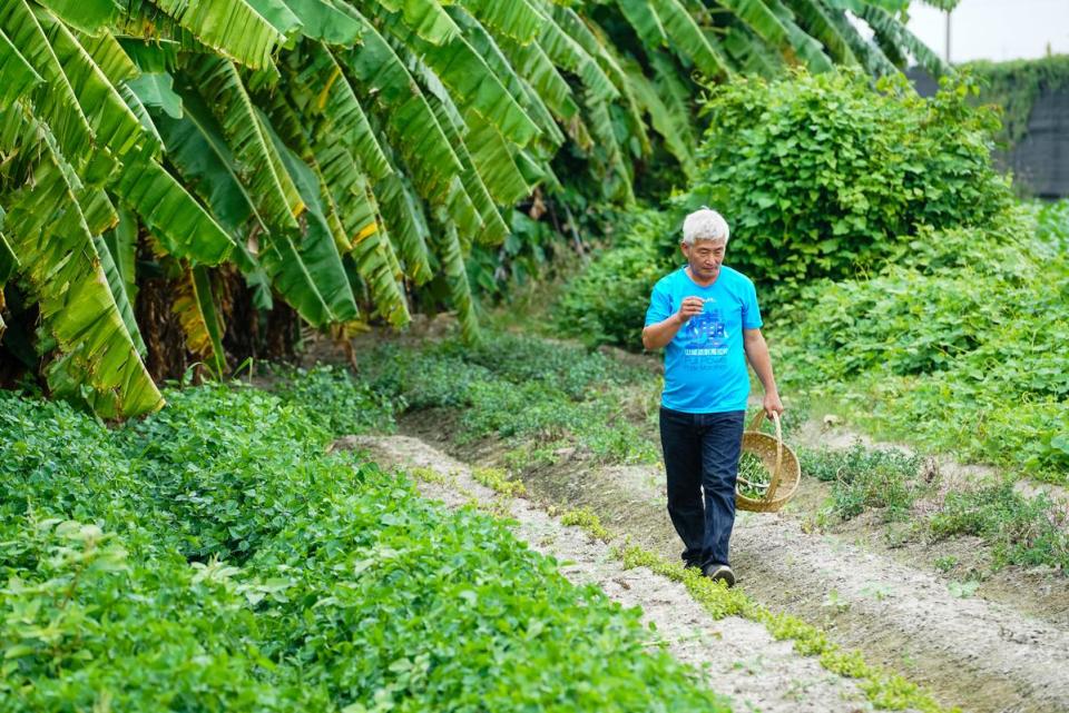 林中智在「實驗農場」復育台灣原生種的雞屎藤，種植角豆、野生百香果及各式薄荷葉等。