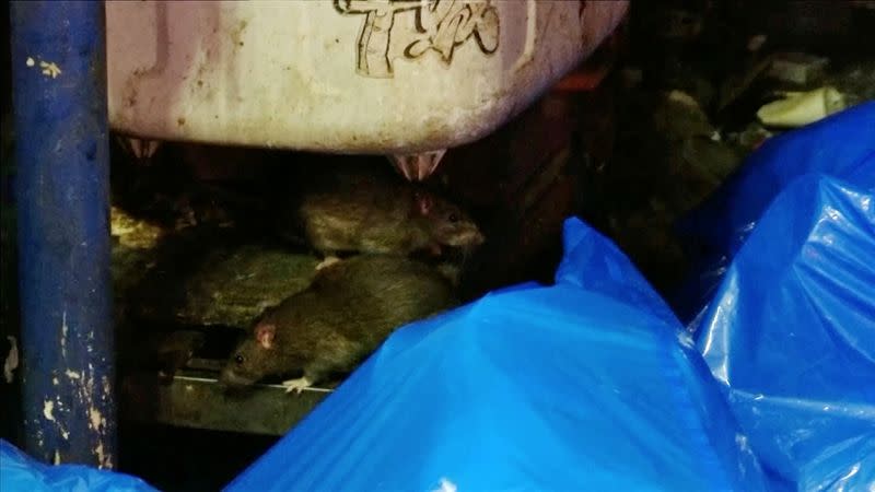 Una rata se alimenta de la basura en el distrito Kabukicho en esta imagen fija tomada de video en Tokio, Japón, el 25 de abril de 2020