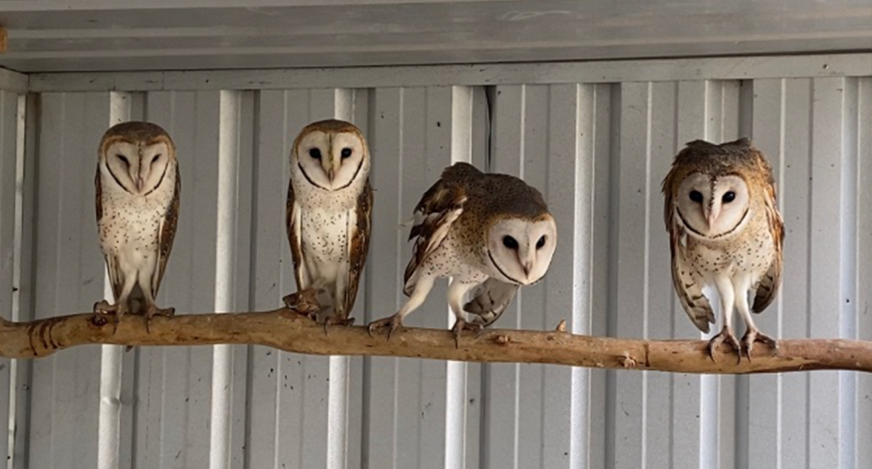 Most of the owls rescued around Canberra were rehabilitated and released. Source: ACT Wildlife