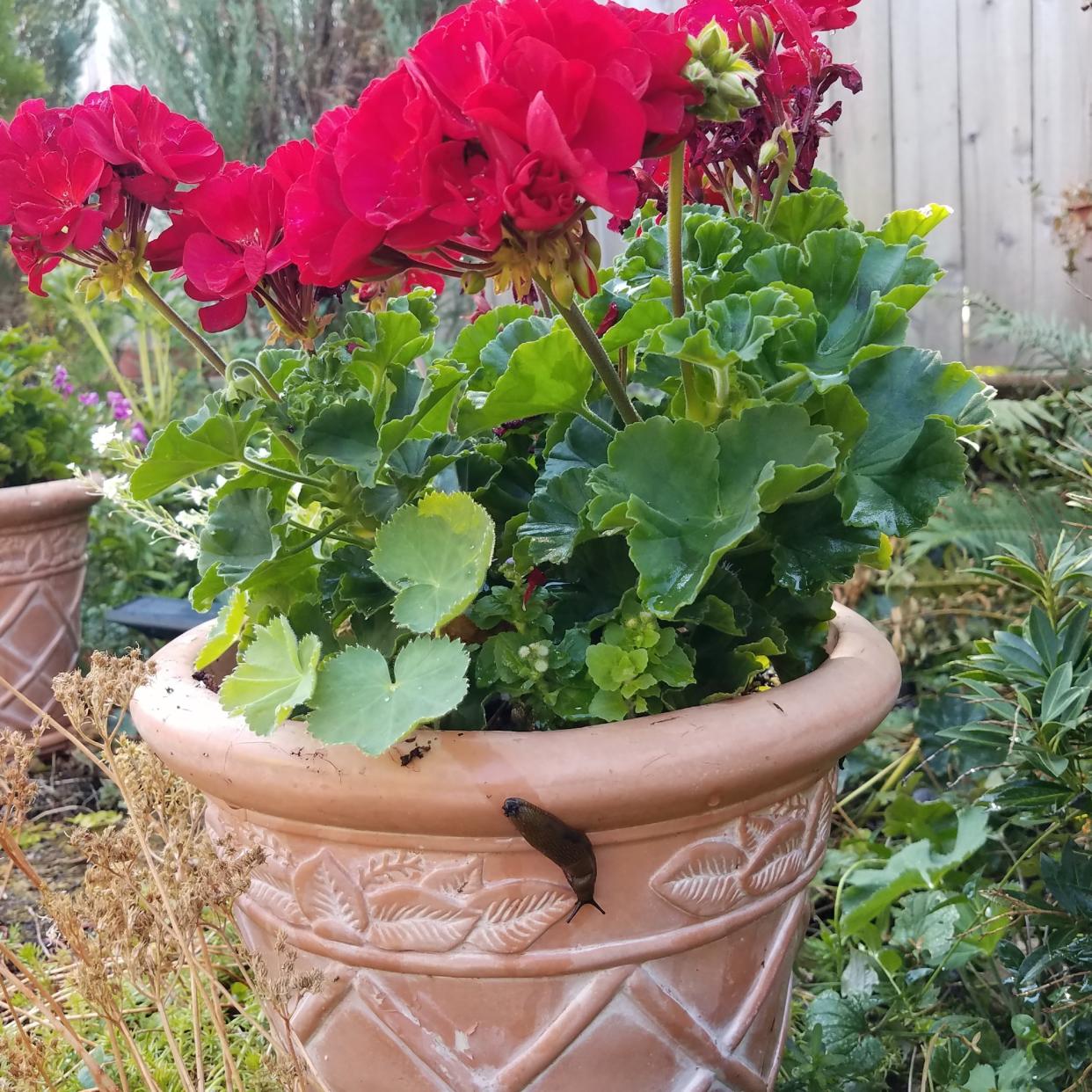  A slug on a potted plant. 