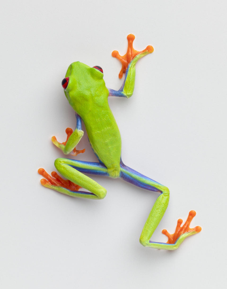 colorful frog
