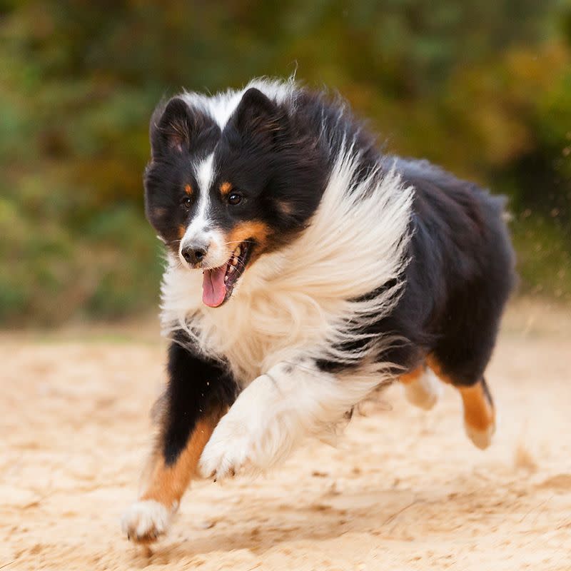 18) Shetland Sheepdog