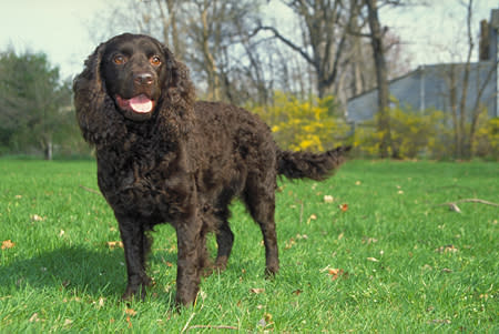 Wisconsin: America Water Spaniel (1985)