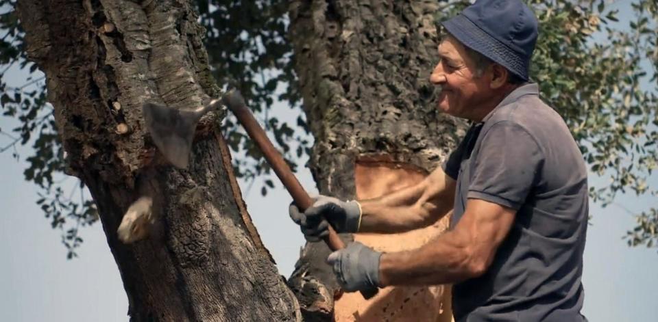 PHOTO: A Portuguese farmer carefully strips cork from a tree. (ABC News)