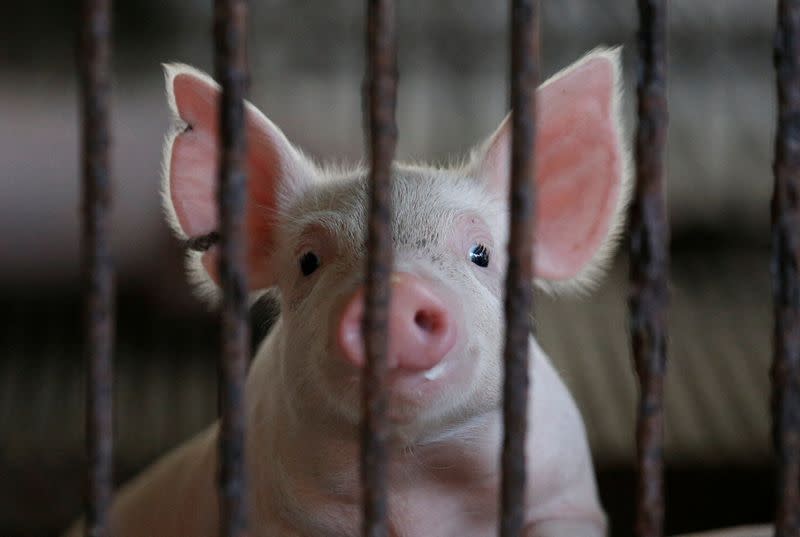 Thailand's pig farms ravaged by suspected African swine fever