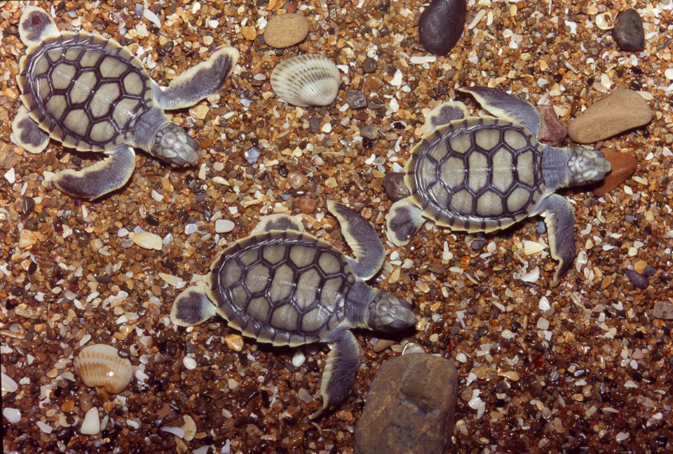 Tiny flatback turtles on the sand.