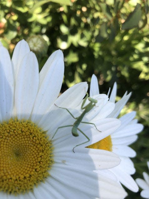 A praying mantis was observed on a Shasta daisy this past summer.