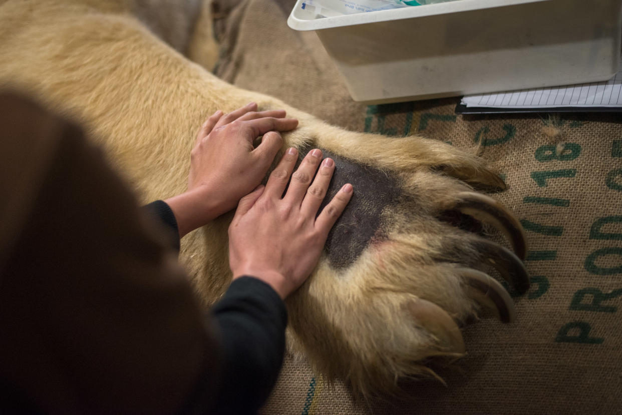 One of Inuka’s caregivers placing her hands on his paws while saying a final goodbye on 25 April, 2018. (PHOTO: Wildlife Reserves Singapore)