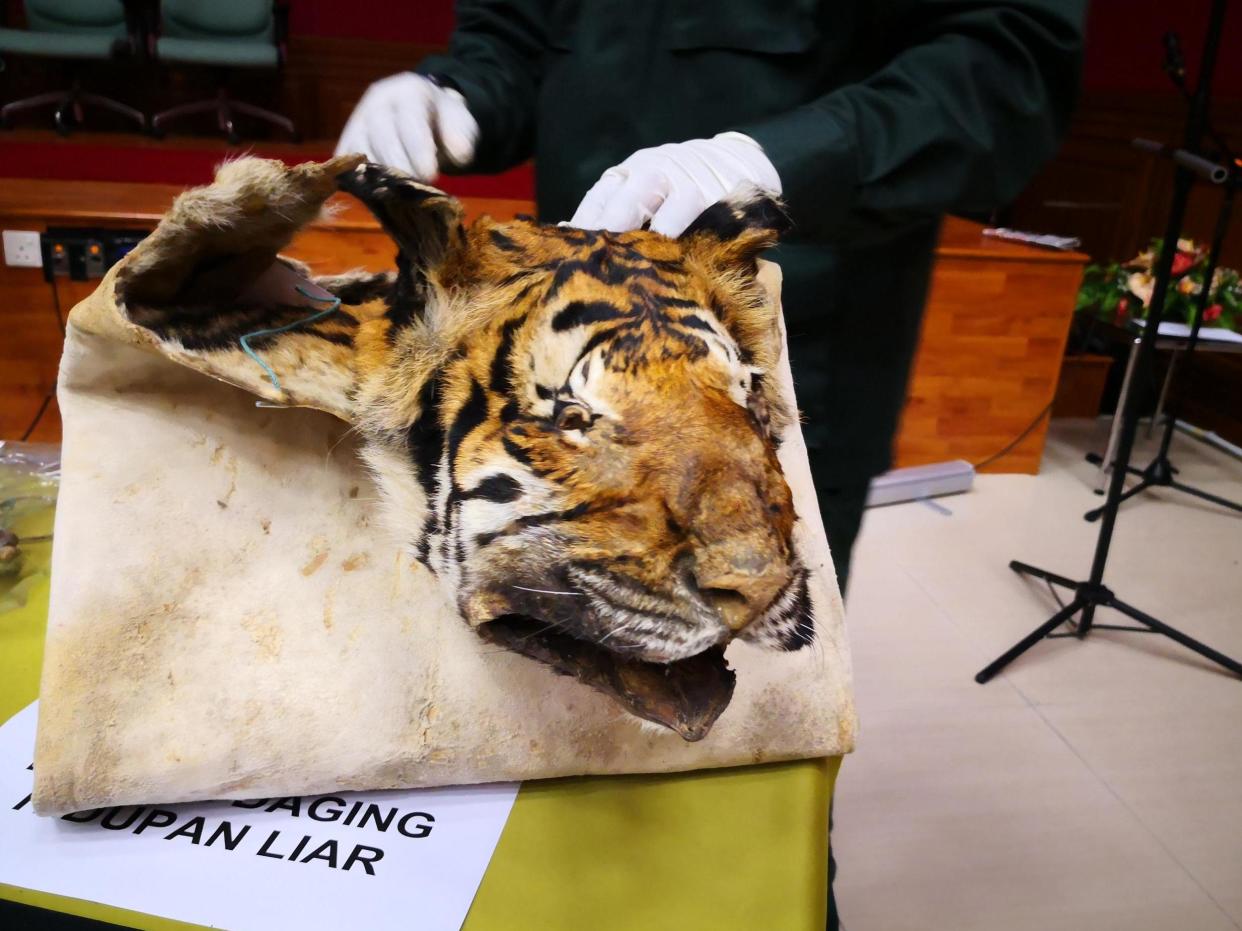 A folded tiger skin; body parts are used for trinkets, 'medicine' and masks: Traffic