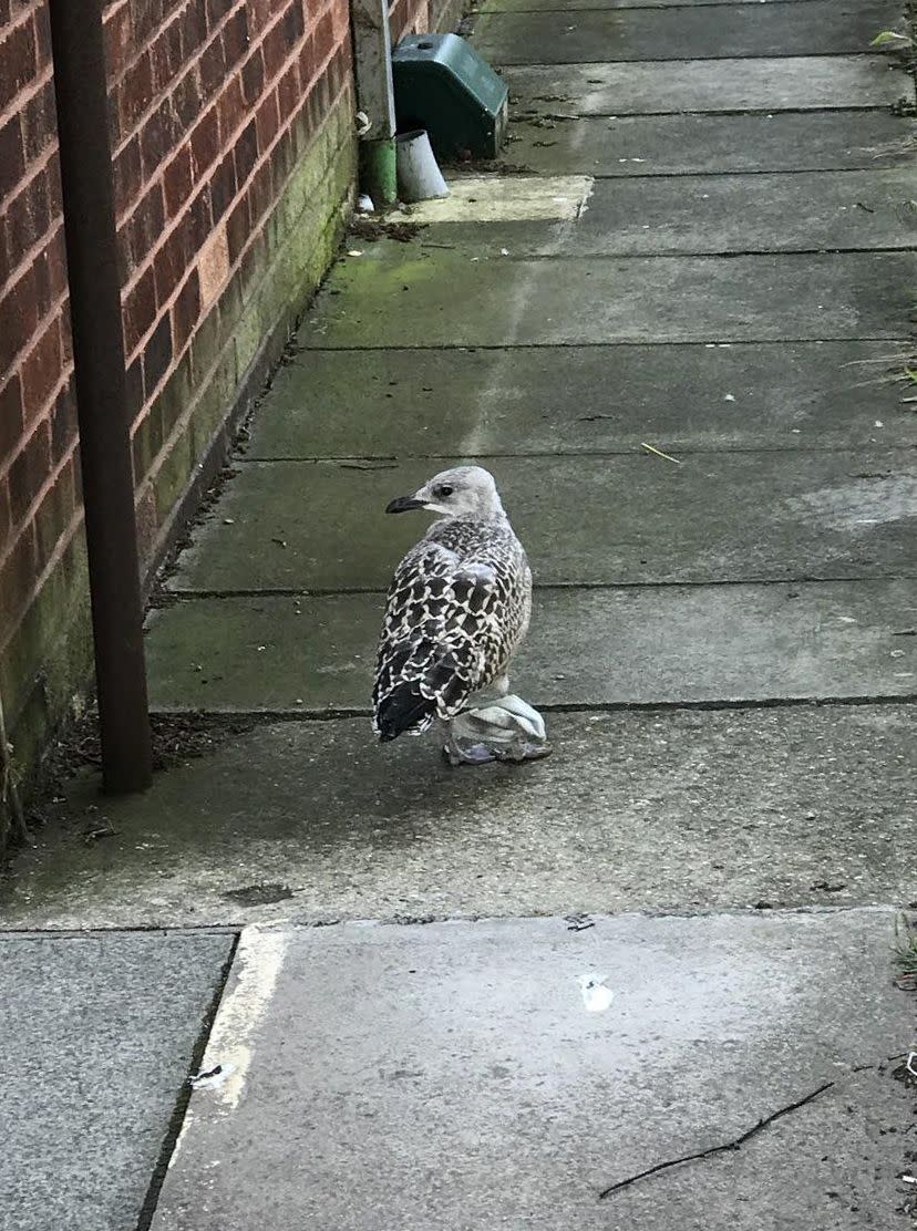 A seagull suffered from sore and swollen legs are being found wrapped in a face mask. (RSPCA)