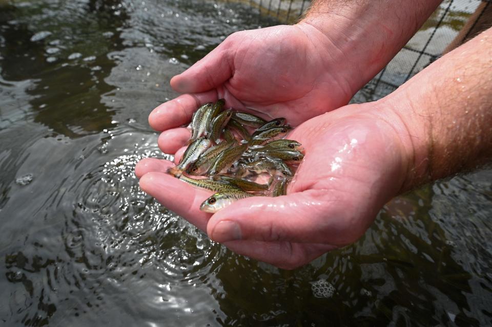 State wildlife officials recently added 93,000 fingerlings of Tiger Bass to Grand Lake.