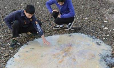 Giant Jellyfish Washes Up In Australia