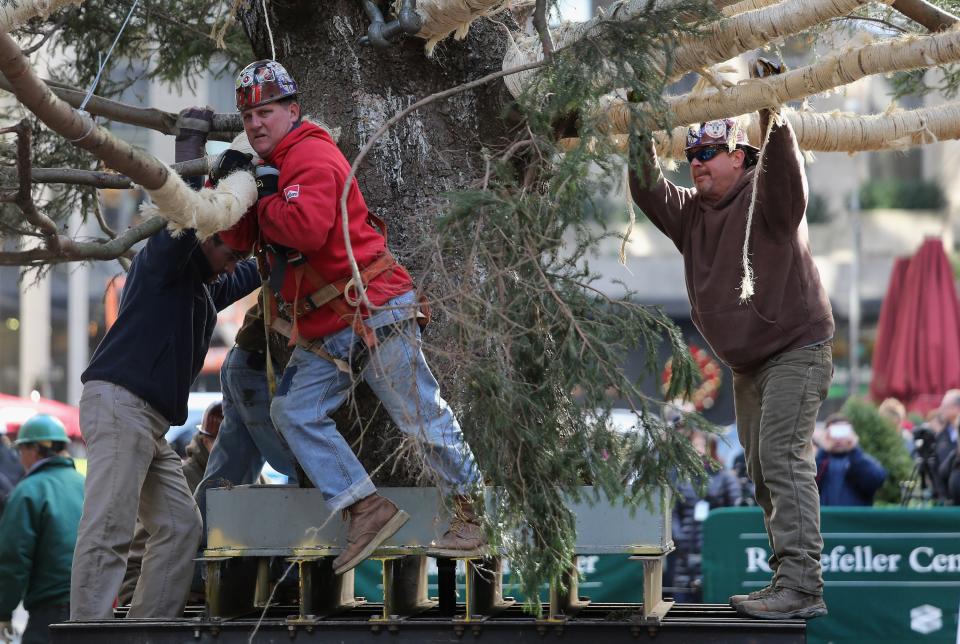 NEW YORK, NY - NOVEMBER 14: Workers move the Rockefeller Center Christmas tree into position on November 14, 2012 in New York City. The tree, an 80-year old Norway Spruce, was donated by Joe Balku of Flanders, New Jersey. It weighs approximately 10 tons, measures 80 feet tall and is 50 feet in diameter. The official tree-lighting ceremony will be Wednesday, November 28. (Photo by John Moore/Getty Images)
