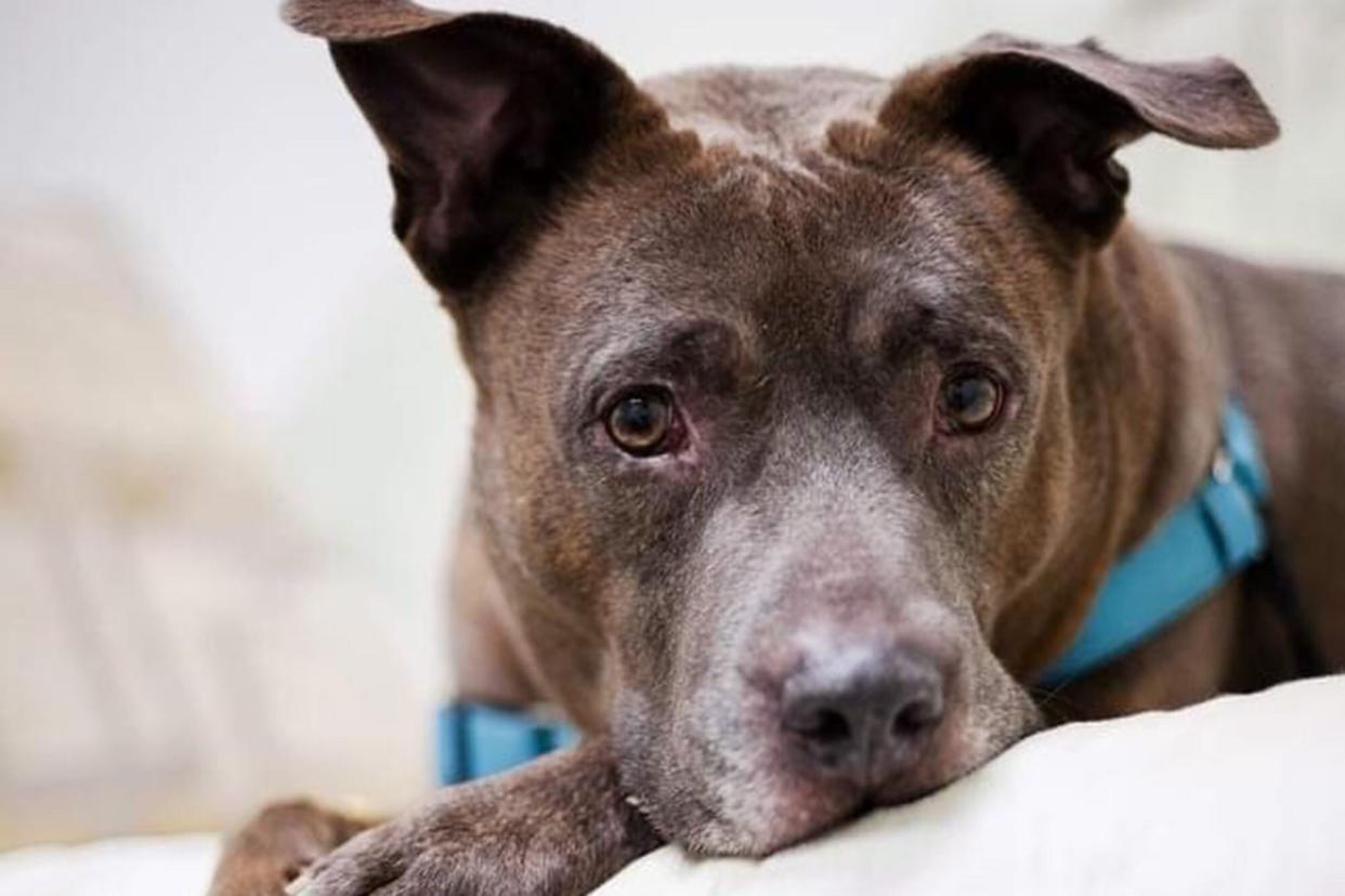 dog that was adopted after five years laying on a soft cushion