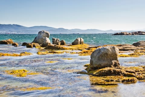 Urine, in large volumes, can cause an overgrowth of algae - Credit: arousa/arousa