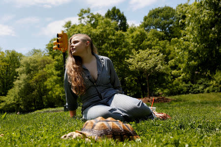 Henry, an African spurred tortoise, walks in the grass of Central Park as his walker Amalia McCallister sits in New York, U.S., May 19, 2016. REUTERS/Shannon Stapleton