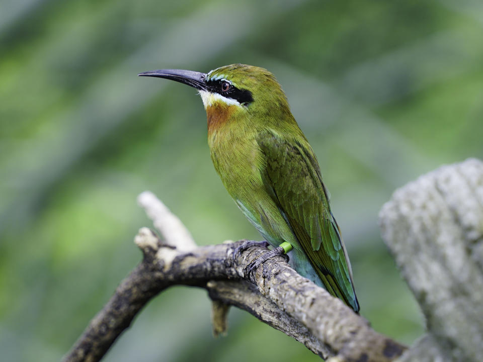 期待能在動物園建立栗喉蜂虎自我繁殖的衛星族群。（圖／台北市立動物園提供）