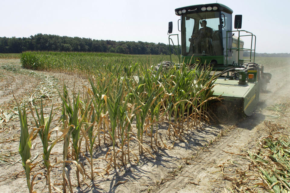 Steve Niedbalski chops down his drought and heat stricken corn for feed Wednesday, July 11, 2012 in Nashville Ill. Farmers in parts of the Midwest, dealing with the worst drought in nearly 25 years, have given up hope for a corn crop and are mowing over their fields and baling the heat withered plants for livestock feed.  (AP Photo/Seth Perlman)