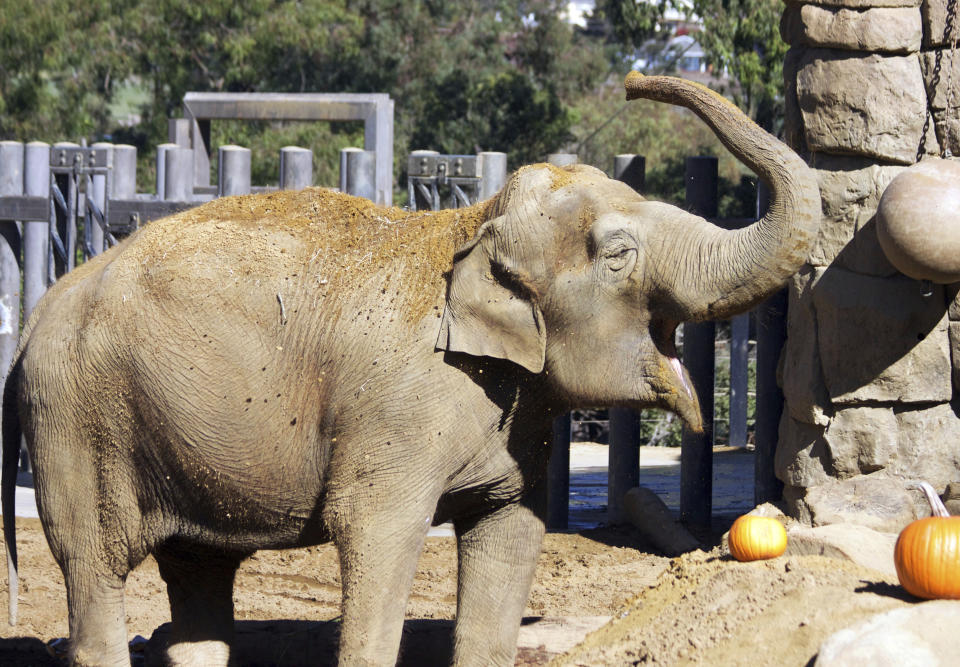 FILE - This 2016 file photo provided by the Santa Barbara, Calif., Zoo shows Little Mac, its 48-year-old Asian elephant. Little Mac has been euthanized after a sharp decline in her health The zoo says Little Mac was euthanized Wednesday night, Sept. 25, 2019 in her exhibit yard, surrounded by keepers and staff. She came to the zoo from India in 1972 with another female Asian elephant, Sujatha, who was euthanized last year. The zoo says her decline began in June with the onset of new medical issues in addition to other problems common in geriatric elephants. (Santa Barbara Zoo via AP, File)