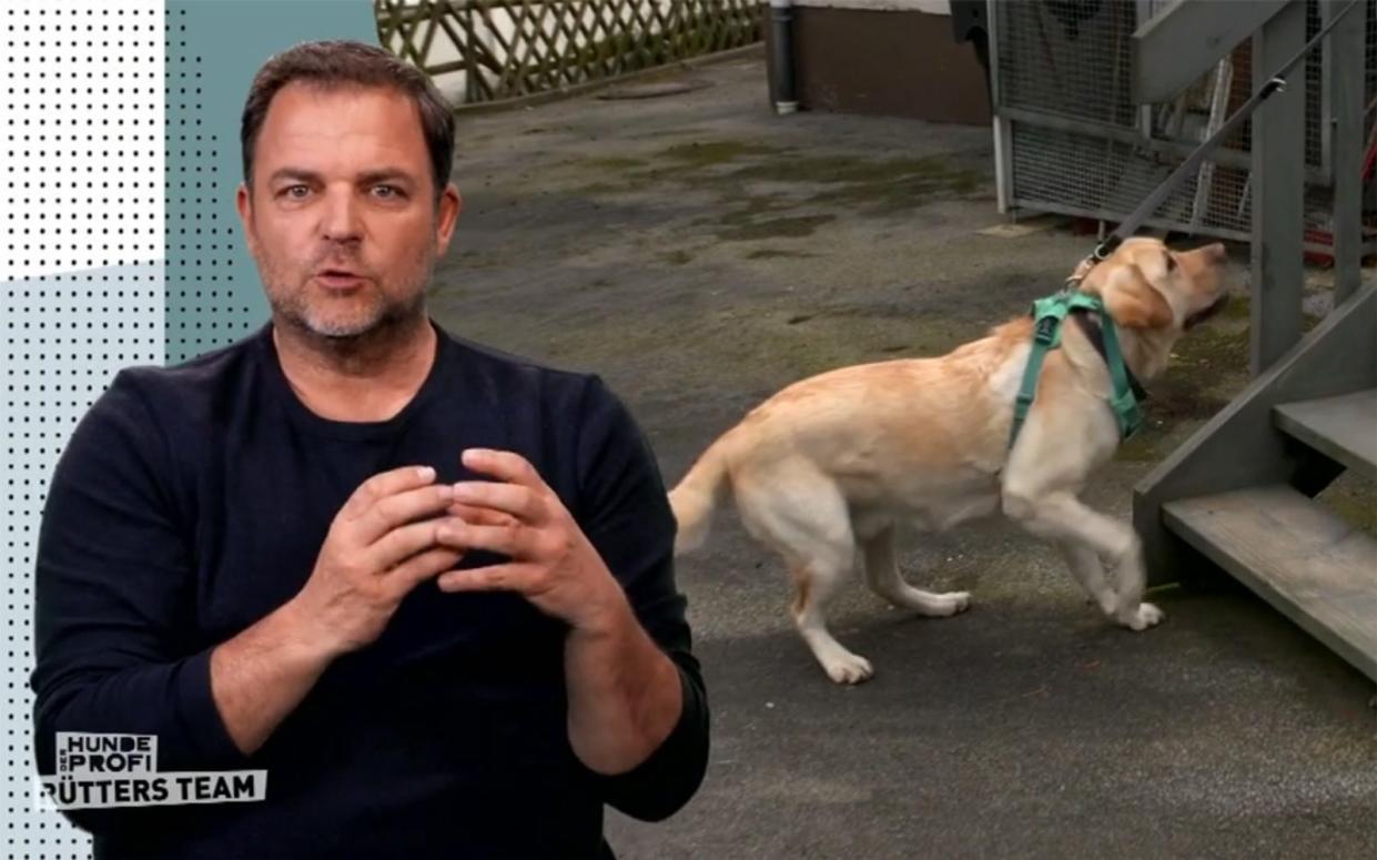 Martin Rütter und Labrador Cooper: Kann der Hund seine Angst vor Treppen überwinden? (Bild: RTL)