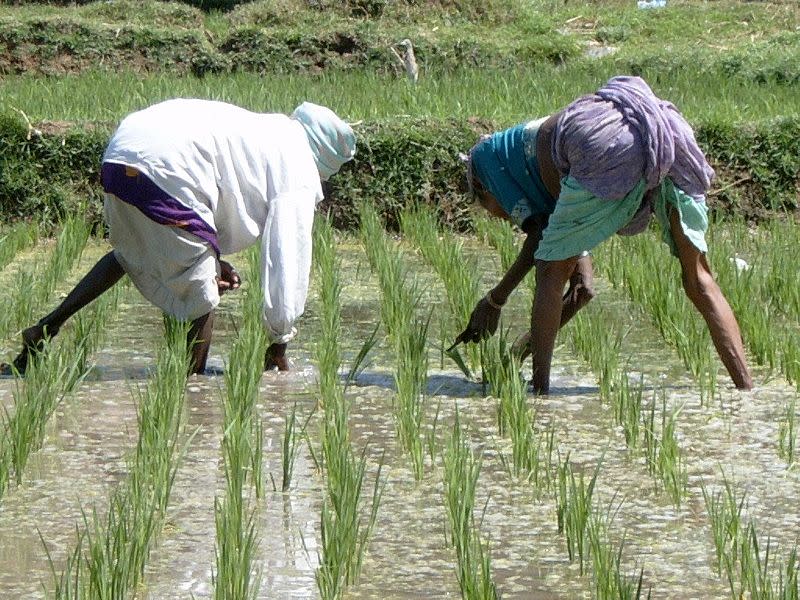 Dos campesinos cultivando arroz en la provincia de Karnatata, India. (Imagen Creative Commons vista en Wikipedia).
