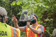 In this Oct. 7, 2020, photo provided by the Washington State Department of Agriculture, entomologist Chris Looney tracks a live Asian giant hornet affixed with a tracking device near Blaine, Wash. Washington state officials say they were again unsuccessful at live-tracking an Asian giant hornet while trying to find and destroy a nest of the so-called murder hornets. The Washington State Department of Agriculture said Monday, Oct. 12, 2020, that an entomologist used dental floss to tie a tracking device on a female hornet, only to lose signs of her when she went into the forest. (Karla Salp/Washington State Department of Agriculture via AP)