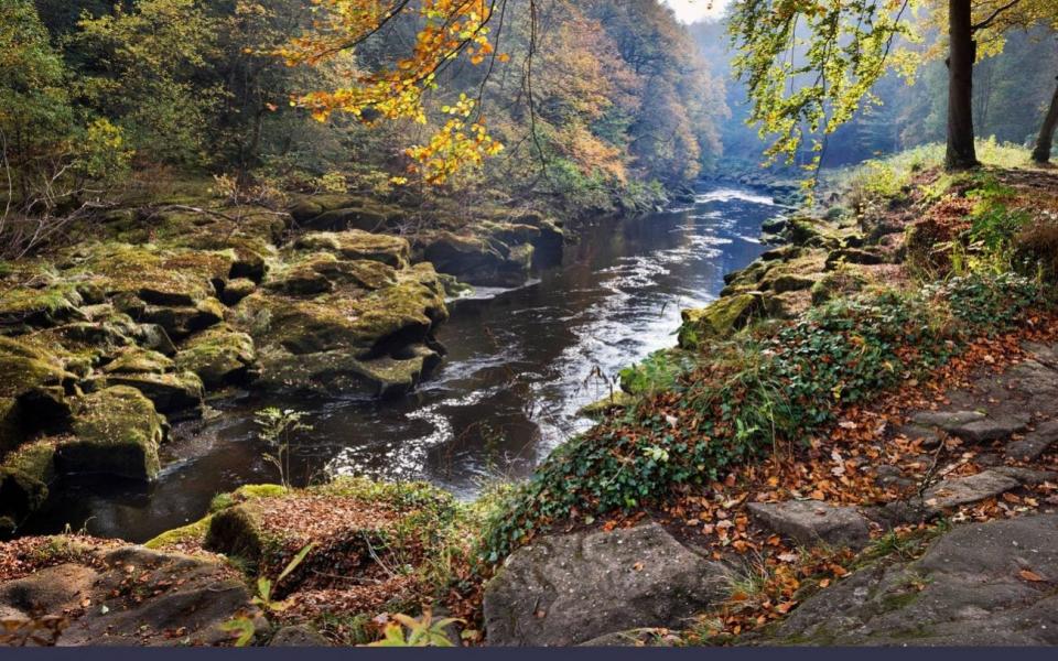 Strid Woods - John Bentley/Alamy