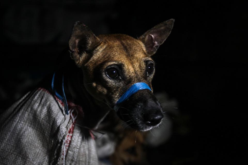 Indonesia Dog Meat Truck Interception