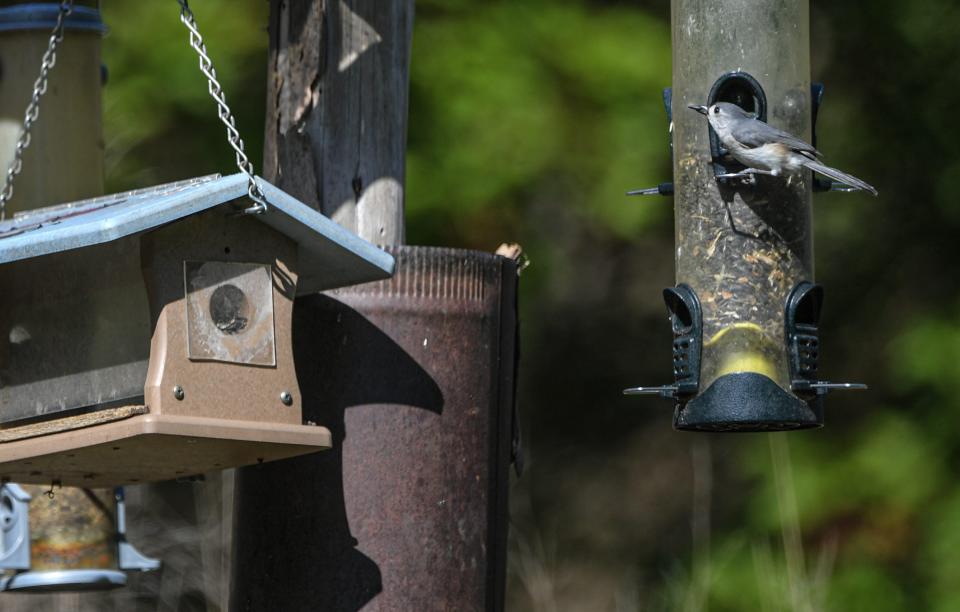 Birds find food in a feeder near the butterfly garden at the South Carolina Botanical Garden in Clemson Tuesday, April 11, 2023.