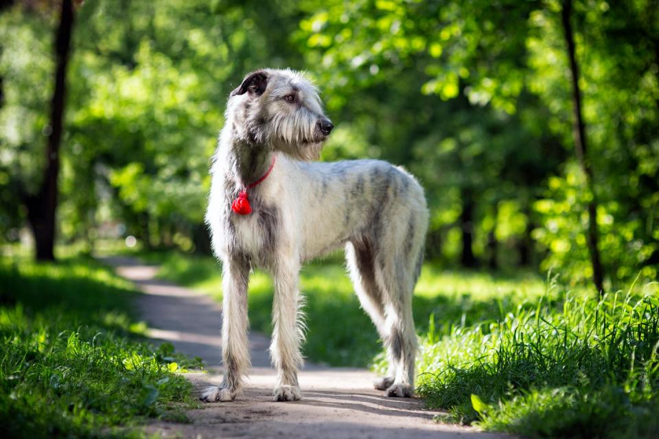 best large breed dogs irish wolfhound