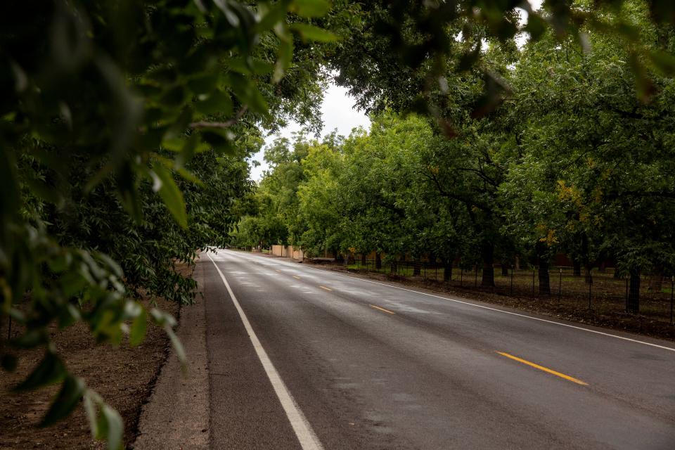 Stahmann Farms pecan trees form a canopy over Highway 28 on Tuesday, Oct. 18, 2022, in La Mesa.