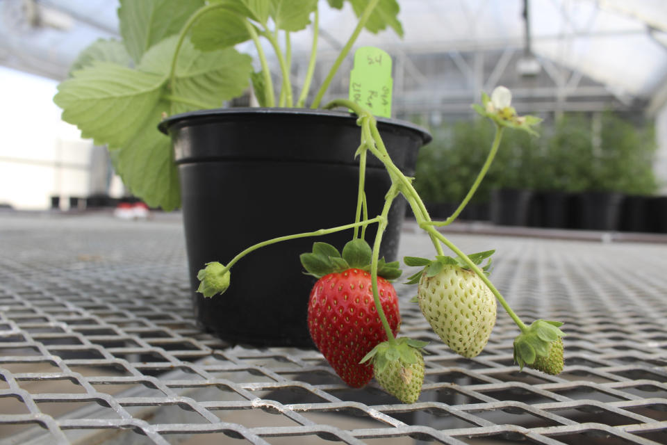 In this photo provided by the J.R. Simplot Company is a gene-edited strawberry plant at a greenhouse in Boise, Idaho, in August, 2021. The company on Thursday, Oct. 28, 2021, announced a deal with California-based Plant Sciences Inc. to grow genetically modified strawberries that they say will taste better, stay fresh longer and have a longer growing season. (J.R. Simplot Company via AP)