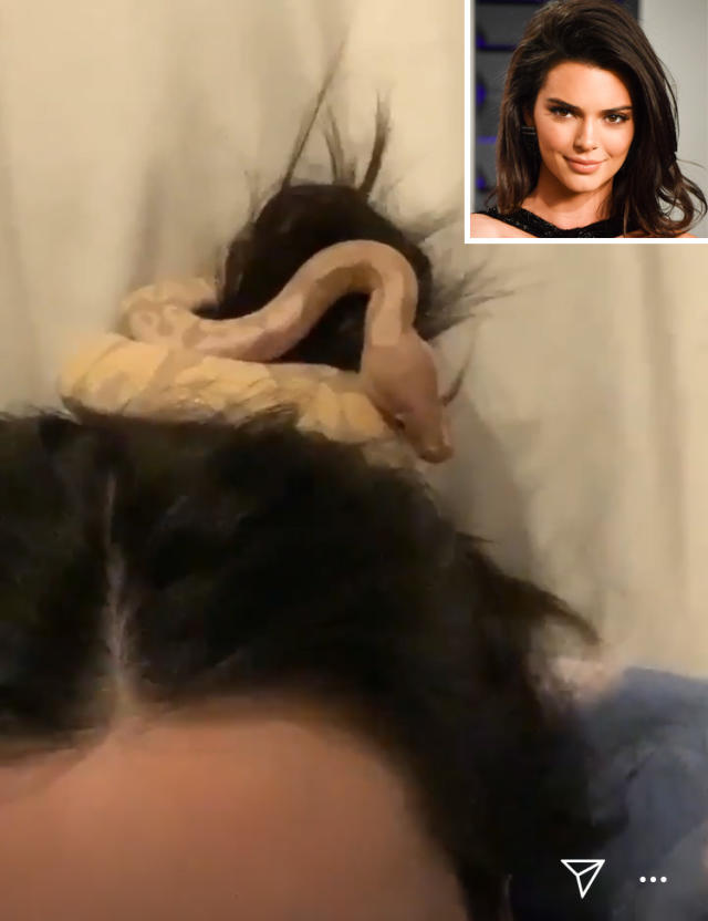 Pet snake acts as a hair scrunchie