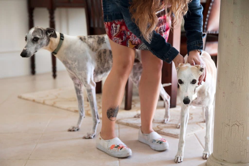 A woman pets two whippet dogs.