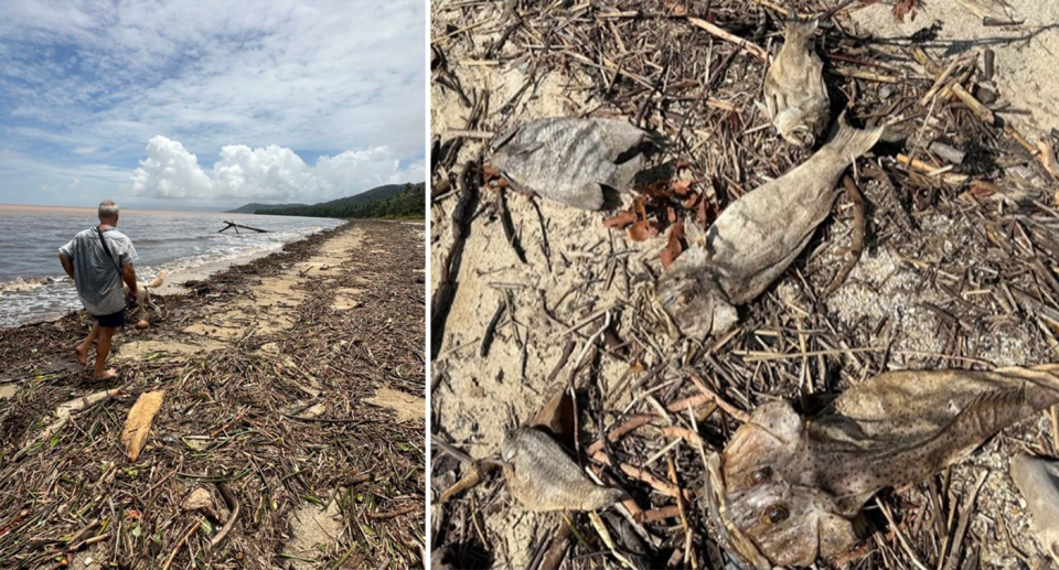 Left - Nigel Brothers walks along Wonga Beach which is covered in debris. Right - several dead tropical fish on Wonga Beach.