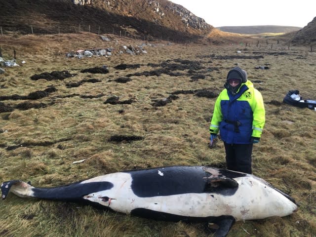 Young orca thrown 25ft by Storm Caroline washed up on beach