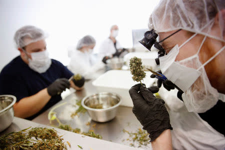 FILE PHOTO: Director of Quality Assurance Thomas Shipley prunes dry marijuana buds before they are processed for shipping at Tweed Marijuana Inc in Smith's Falls, Ontario, April 22, 2014. REUTERS/Blair Gable/File Photo