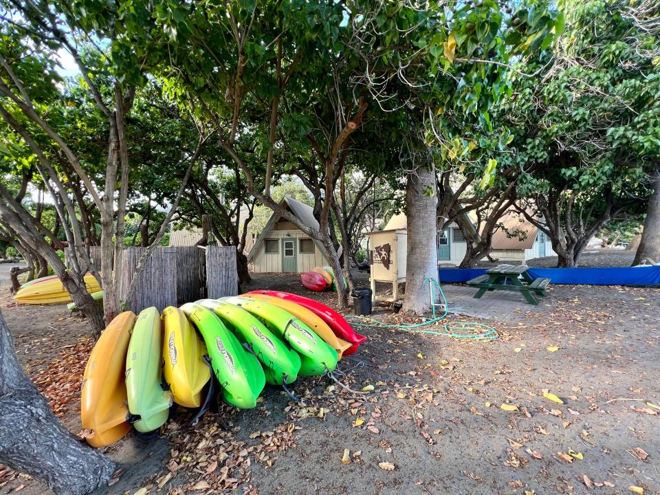 colorful kayaks next to tree