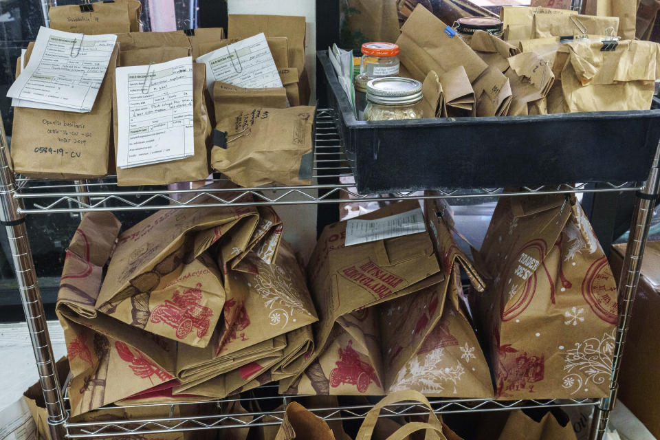 A variety of collected seeds wait to be classified and processed at the Mojave Desert Seed Bank, Wednesday, June 12, 2023, in the Mojave Desert near Joshua Tree, Calif. The seeds are placed in paper bags or buckets and cleaned by hand or using an air-blowing device that removes chaff so they can be stored by the thousands in neatly-labeled jars in refrigerators. (AP Photo/Damian Dovarganes)