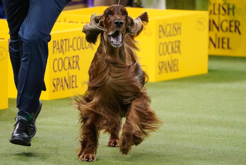 2020 Westminster Kennel Club Dog Show at Madison Square Garden in New York City