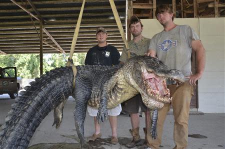 Mississippi Department of Wildlife, Fisheries and Parks photo shows Cole Landers (L), Dustin Bockman (C), and Ryan Bockman (brother of Dustin) pictured with their record setting alligator weighing 727 pounds (330 kg), and measuring 13 feet (3.96 m) taken in Vicksburg, Mississippi on September 1, 2013 and released on September 3, 2013. REUTERS/Ricky Flynt/Mississippi Department of Wildlife, Fisheries and Parks/Handout