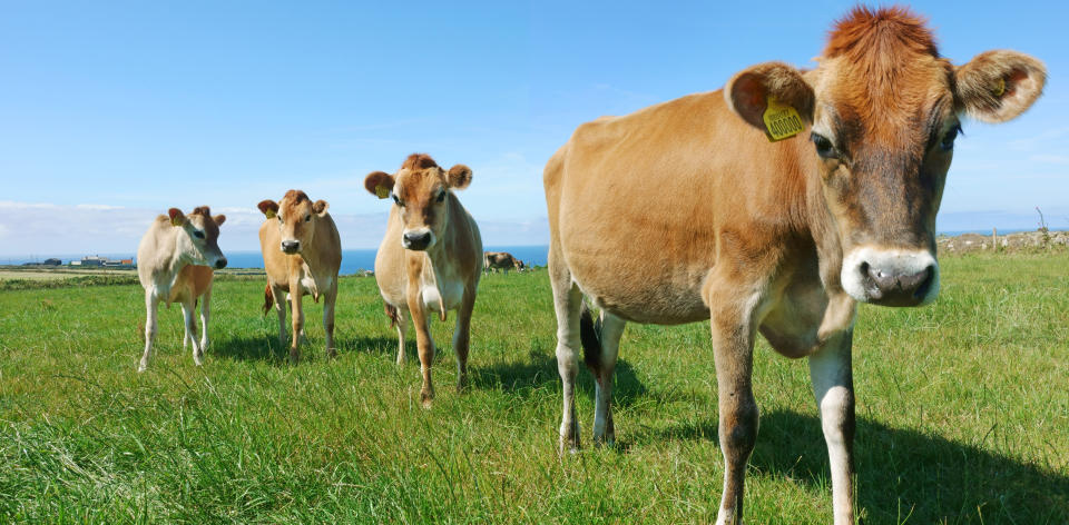 Jersey Cows in field