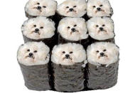 <p>We don't question why the singer posted this strange image of her dog Sammie as sushi. We just accept it.</p>