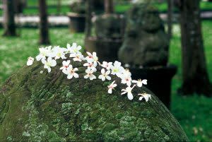 油桐花又被稱為四月雪｜”April Snow” refers to the tung blossoms. (Courtesy of New Era Art Resort & SPA)