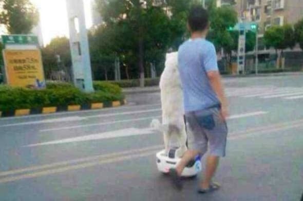 Dog rides segway in China@REX