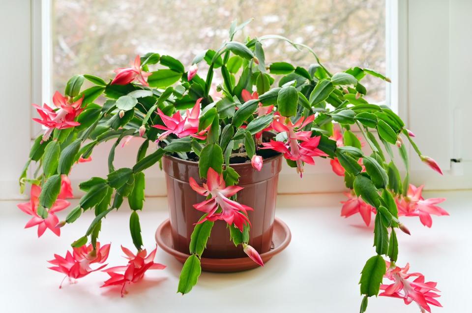 christmas cactus schlumbergera